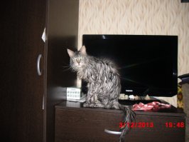 Величественные мейн-куны Robert Sijka