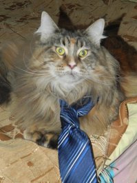 Не угадал! Прошу любить и жаловать, Caroline de Olguni.