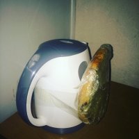 Зачем греть заплесневелый хлеб? Может кто знает..