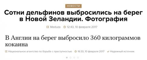 Как рыба фугу помогает «прибалдеть» австралийским дельфинам
