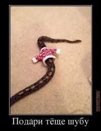 10-ка самых ядовитых змей