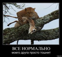 Поцелуй смерти: импала в лапах леопарда