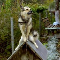 Собаку в будке засыпало снегом