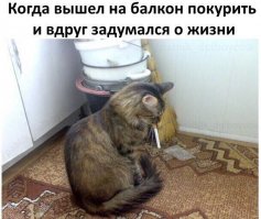 Котэ в домике не видел ЗачОт!
