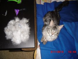 ваш и правда уж больно волосатый... ну они тоже бывают разные, от средней пушистости до длинношерстного... я как фурминатор купил, сразу забыл о шерсти.