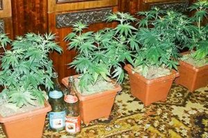 Точно , собирался же еще базилик посадить !