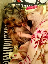 У нас очень дружные котопсы!