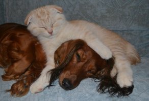 У нас очень дружные котопсы!