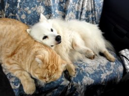 У нас очень дружные котопсы!