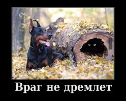 Коварные кошки