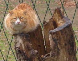 Кота залило дождём и он явно не вдухе...