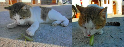 Если кот задумал что то плохое, он без всяких сантиментов это сделает...Богомол всего лишь протеин...