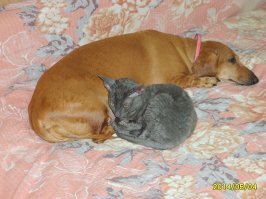 А у меня один кот остался...