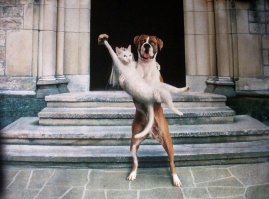 Коты, которые по уши втрескались в собак