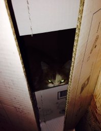 Коварные кошки