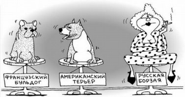 Самая престижная выставка собак в Нью-Йорке