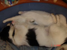 Всяко бывало. Но Чапик убежал и завелась у Снежика подруга Джесика.