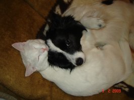 Всяко бывало. Но Чапик убежал и завелась у Снежика подруга Джесика.