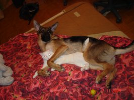 Всяко бывало. Но Чапик убежал и завелась у Снежика подруга Джесика.