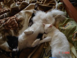 Всяко бывало. Но Чапик убежал и завелась у Снежика подруга Джесика.