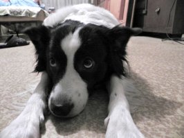 Моя псина, очень похожа ))