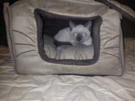 Коварные кошки