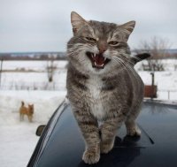 Коварные кошки