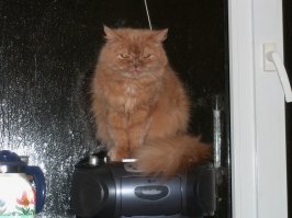 Коварные кошки