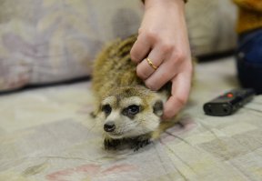 чет похож на суриката