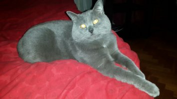 Мой крехтун