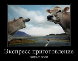 Насчёт говядины не уверен, а вот пара зеркалец у тёлок будет.