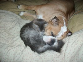 Коты, которые по уши втрескались в собак