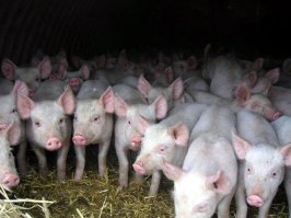 Вот в это — превращаются китайские поезда в праздничное время в час пик