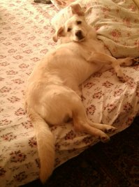 Чертановский изпомоечный дворенхунд. Не столько умный сколько, сцука, себе на уме. Если ему это выгодно или сулит в ближайшем будущем порцию добра и вкусняшек - любую команду с полуслова. А если унюхал какую-нибудь съедобную дрянь, или просто нет желания - либо упрётся, либо фыркнет "нах" (серьёзно, не шучу) и под диван или ляжет и лапы растопырит.
Сам виноват, конечно, разбаловал. Но обожаю этого раздолбайчика и многое ему прощаю.