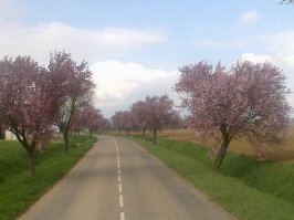 красота! вот и мой пятачок, не так шикарно но и не Япония, это Франция.