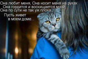 скот_хам