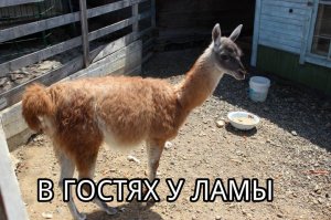 В гостях у Ламы