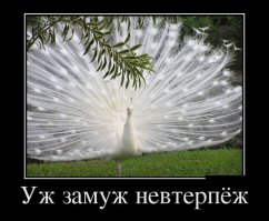 "Под самым роскошным хвостом павлина скрывается обычная куриная жопа, поэтому - меньше пафоса, господа!"(С) Сами знаете кто