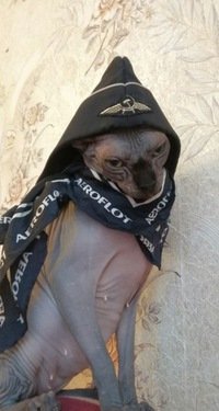 Стюардессы "Аэрофлота"