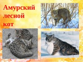 10 классных диких кошек, о которых мало кто знает