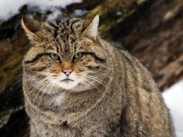 Племянница моя живет в Бугульме.  В деревне ей летом подарили котёнка полугодовалого. Детишки в лес ходили, подобрали там котёночка... Привезла она его домой. Котик оказался добрый как манул, кусает за пятки, не позволяет себя гладить. Ездил к ней в гости прошлым летом - ладонь прокусил... Вот так и живут, 6 лет...