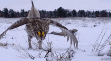 Как похоже своей энергетикой на выход реактивного истребителя на взлётную прямую, а на самом деле это брачный танец...