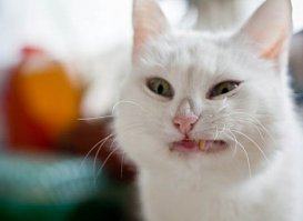 Родителей чуть инфаркт не хватил, когда они прочитали письмо от дочери