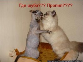 Пушистое чудо отнесли в парикмахерскую. Посмотрите, что оказалось под роскошной шерстью…