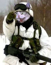 Кот - спецназ