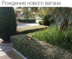 Хоспадибожемой!!! Чуть не сдохла от этих красот. Из-за тебя, автор, пришлось идти на кухню готовить мясо в вине. 
Ну как можно быть веганом при таких красотах и запахах!