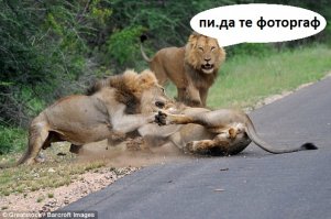 Ожесточенная схватка трех львов в национальном парке Крюгера