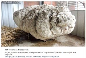 Пушистое чудо отнесли в парикмахерскую. Посмотрите, что оказалось под роскошной шерстью…