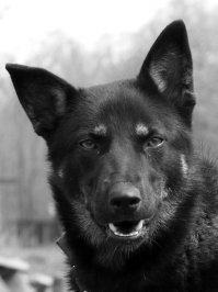 Моя собака, и собаки друзей и знакомых. Все собаки подобраны с улиц или взяты из приютов.