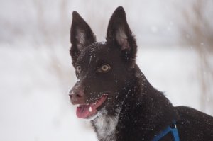 Моя собака, и собаки друзей и знакомых. Все собаки подобраны с улиц или взяты из приютов.